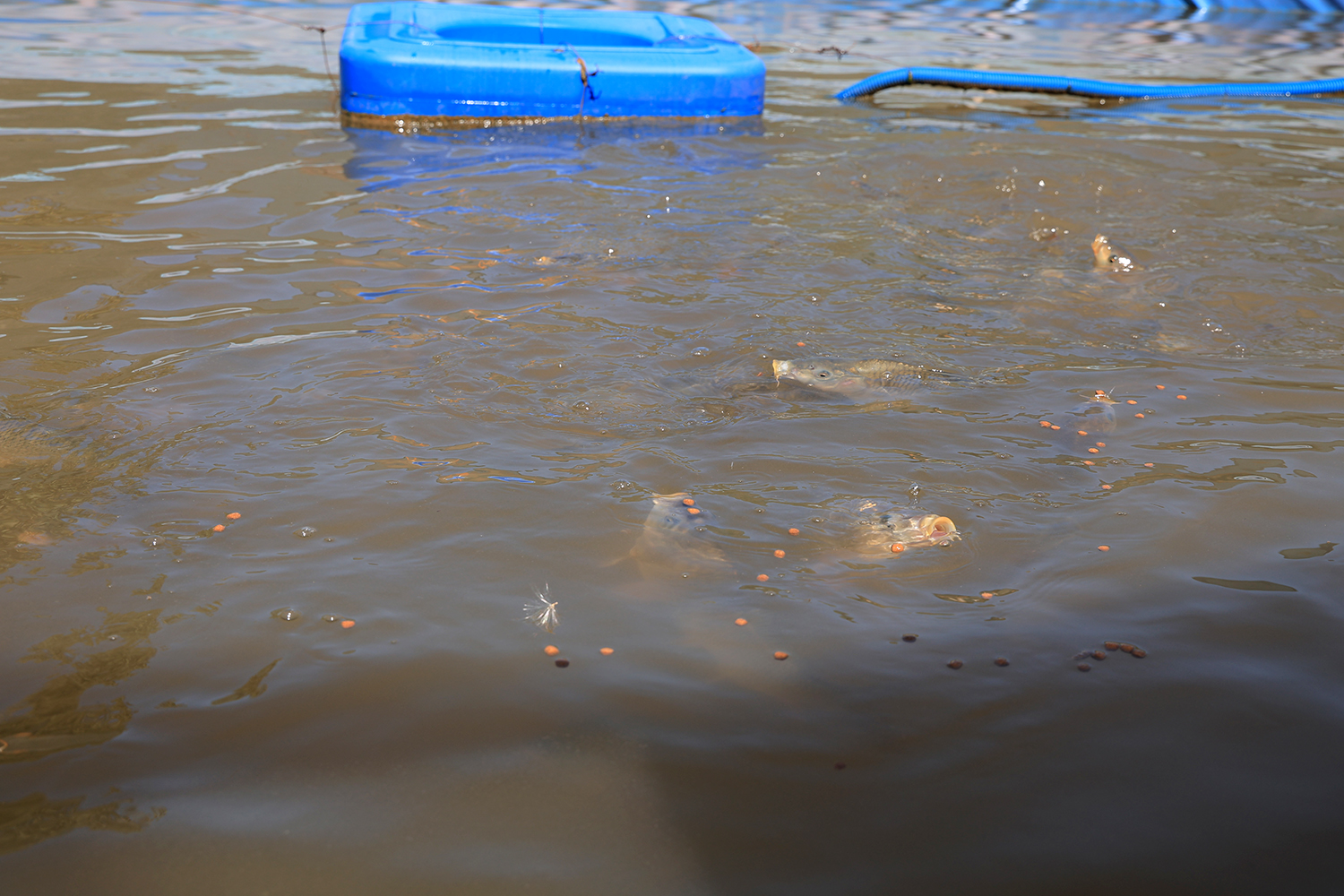 A new technology is being introduced in fish farming at the Consumer Goods Production Department