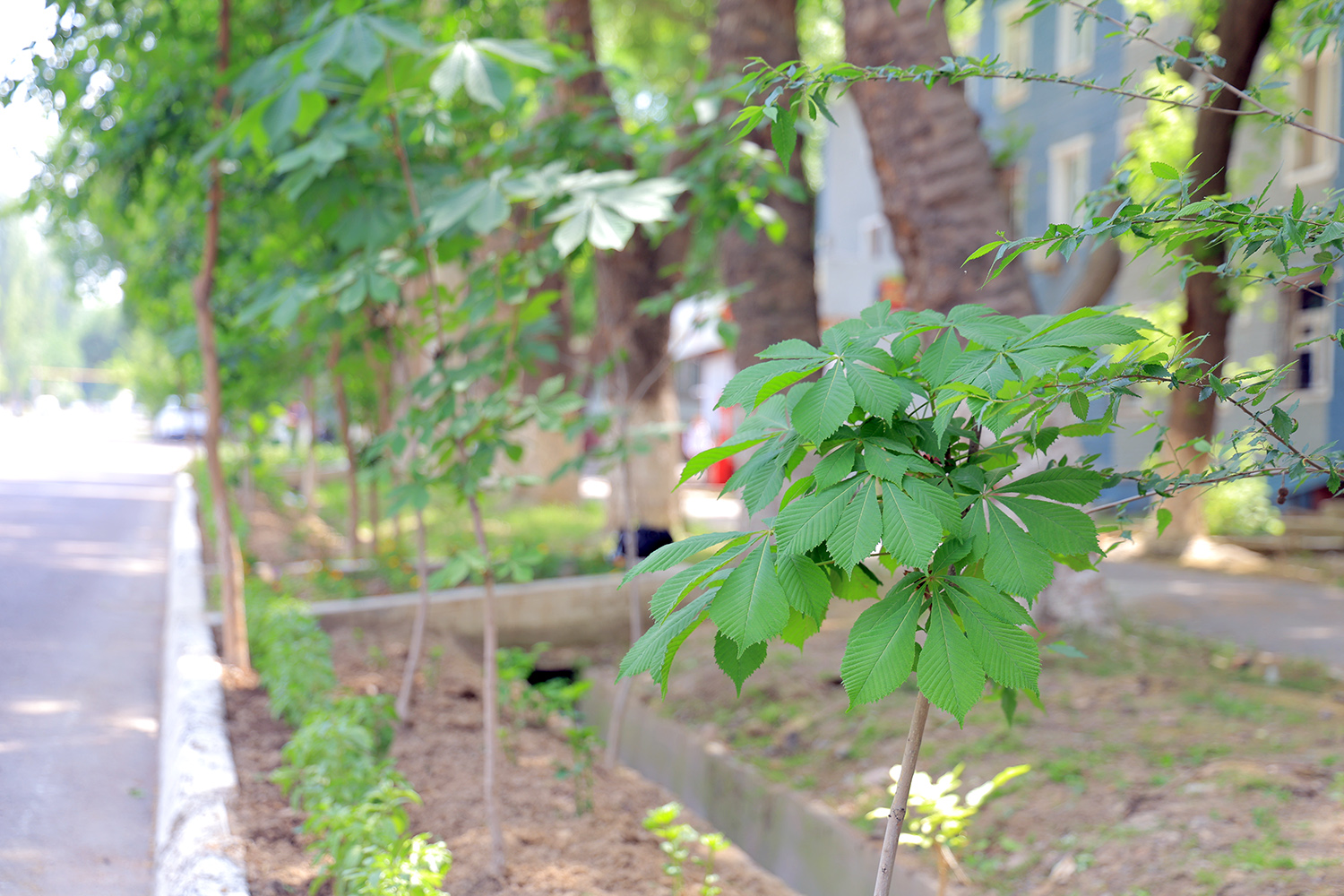 Ona tabiatga ehtirom: Kovuldi konchilarining “yashil imzosi”