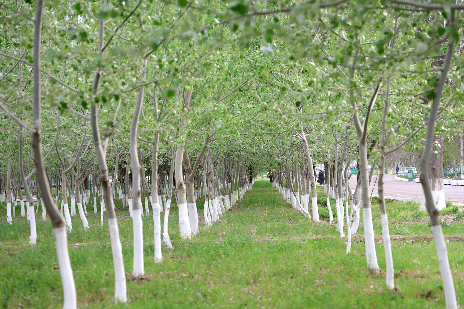 “Yashil makon”: Ixtisoslashtirilgan ta’mirlash ishlari boshqarmasining yashil tashabbuslari
