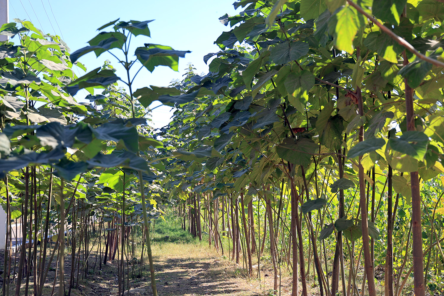 “Green Space” – A Guarantee of a Prosperous Future!