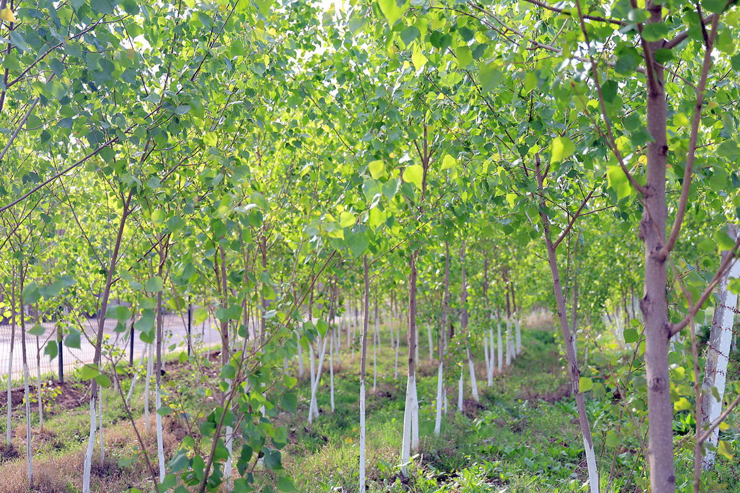 Вклад рудоуправления «Кальмакыр» в проект «Яшил макон»